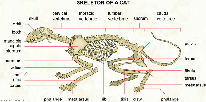067 Skeleton of a cat