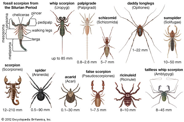 Though diverse all arachnids have 8 legs. http://kids.britannica.com/comptons/art-178265/Arachnids-are-common-in-different-shapes-and-sizes