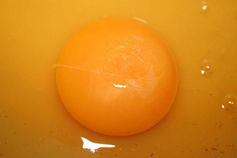 Vitellogenin is a protein found in egg yolks and helps nourish growing embryos.  The gene for this protein has been identified and sequenced.  The odd thing is that placental (that's us!) and marsupial mammals have the gene, but it's a pseudogene since we no longer need it due to lactation and/or placentas.   News article: http://www.sciencedaily.com/releases/2008/03/080318094610.htm Journal article: http://www.plosbiology.org/article/info%3Adoi%2F10.1371%2Fjournal.pbio.0060063 Image: http://commons.wikimedia.org/wiki/File:Yolk.jpg