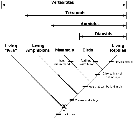 http://biology.unm.edu/ccouncil/Biology_203/Summaries/Phylogeny.htm