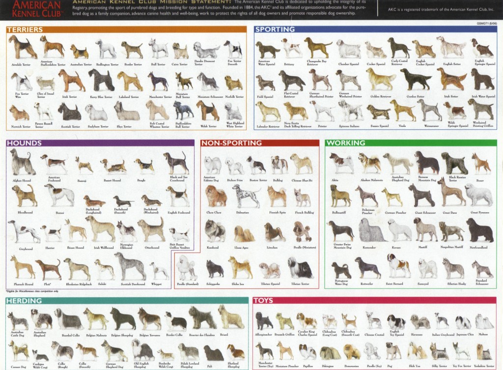 Dog Breed Chart