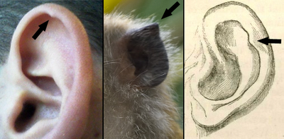 10% of humans have "Darwin's tubercle" a feature that formerly aided our ancestors in directing sound into their ear.   The image depicts a human, a macaque, and an illustration from Darwin's "Descent of Man." http://othersidereflections.blogspot.com/2011/03/weit-human-vestigiality-atavisms.html