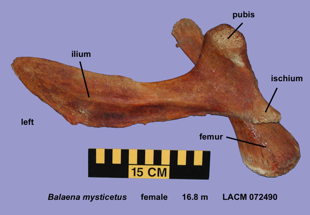 Bowhead whale - look at that little leg! http://www.whoi.edu/science/B/whalepelvics/cgi-bin/page.cgi?t=Balaena_mysticetus