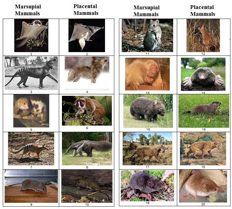 http://www.sporcle.com/games/Extinctanimals22/marsupial-vs-placental-mammals