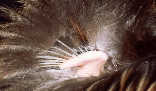 Kiwis also have a single claw on their wings. http://www.kiwisforkiwi.org/about-kiwi/kiwi-facts-characteristics/flightless/