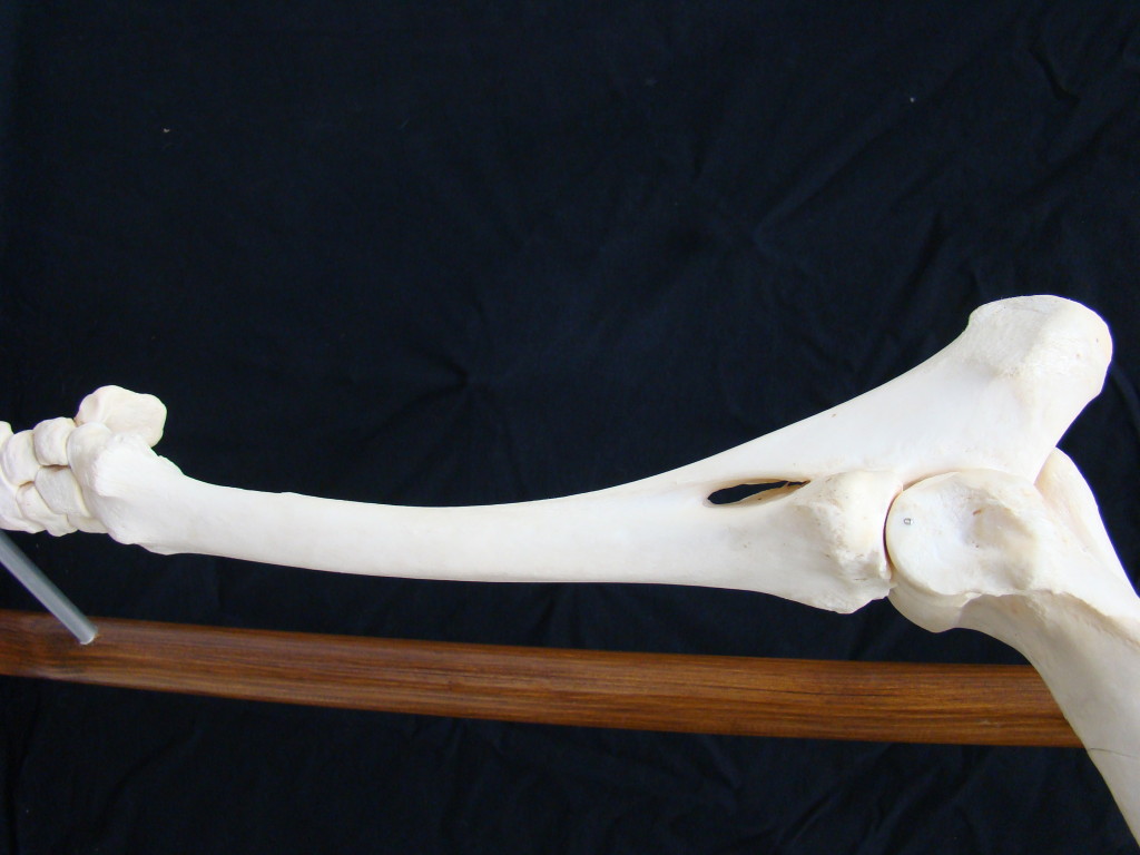 The ulna is visible on top of the radius.  Notice the aperture between the two bones demonstrating partial fusing between the bones. http://www.onlineveterinaryanatomy.net/content/equine-radius-and-ulna-situ-lateral-view