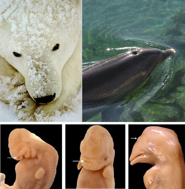 Adult cetaceans have a single blow hole on the top of the head.  Other mammals and embryonic cetaceans have their nostrils on the front of their head.  Yet another remnant of their shared ancestor. http://www.bio.georgiasouthern.edu/bio-home/harvey/lect/lectures.html?flnm=evel&ttl=Evolution&ccode=el&mda=scrn