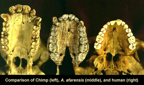 Have you ever stopped to think about why humans have canines?  Evolution!  They are the remnants of predatory and display fangs. http://www.fossilized.org/anthro_textbook/index.php?subtopic=Dental%20Pattern&week=4&topic=Primate%20Features%20of%20Humans&topic_subdb=Primate%20Features%20of%20Humans&subfield=Human%20as%20Primates%20and%20Modern%20Human%20Adaptations
