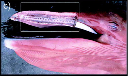 http://whyevolutionistrue.wordpress.com/2010/07/22/baleen-whales-a-lovely-transitional-form/demere-tooth-buds_2_2/ Original paper: http://www.sdnhm.org/archive/research/paleontology/DemereMorphoBaleenTeeth.pdf