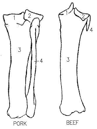 4 on the right is the vestigial fibula of a cow. http://www.aps.uoguelph.ca/~swatland/ch2_1.htm