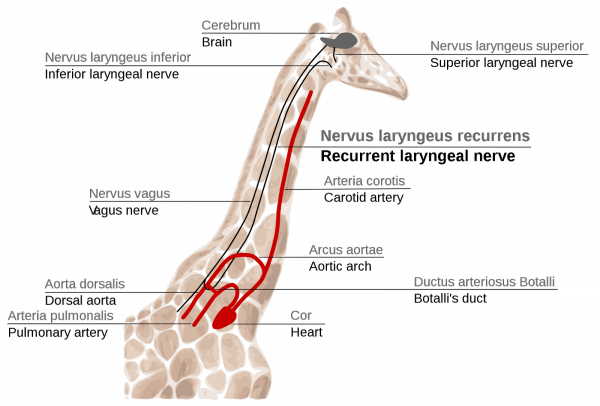 The recurrent laryngeal nerve (see description above) takes on comical proportions in the giraffe as it travels a total of 4.5 meters (15 feet) out of the way. http://blog.eternalvigilance.me/2013/04/evidence-for-evolutionism-1-the-recurrent-laryngeal-nerve/