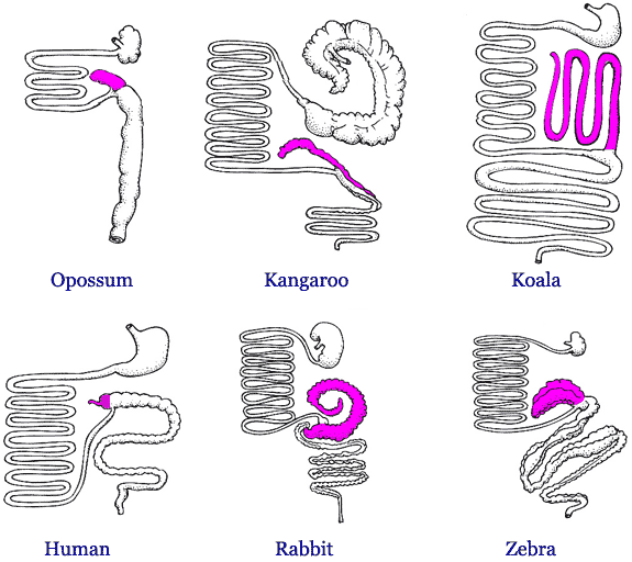 The morphology of several species of mammal.  Larger caecums and appendixes function to digest cellulose, a particularly difficult polymer to break apart. http://www.talkorigins.org/faqs/vestiges/appendix.html