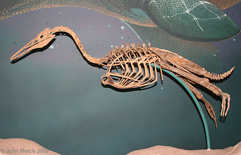 Hesperornis regalis - this aquatic bird/dinosaur barely has wings.  http://www.geol.umd.edu/~jmerck/nature/specimens/htmls/hesperornis70177.html Read more here: www.google.com/url?q=http%3A%2F%2Fwww.geo.utexas.edu%2Fcourses%2F302d%2FMistaken%2520Extinction%2FChapter%252014.pdf&sa=D&sntz=1&usg=AFQjCNG8J_fA4AusBDhdUahLTLO_f9sjQA