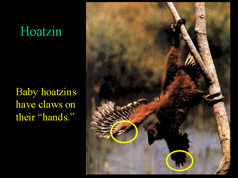 Hoatzin also have claws and digits.