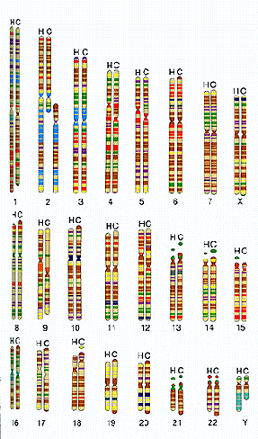 This picture represents a side by side comparison of chimpanzee and human chromosomes (human on left of each set).  The colors and stripes represent how the chromosomes are stained to show heterochromatin and euchromatin (inactive and active DNA).  You'll notice an enormous amount of similarity between the two sets of chromosomes.  http://science.kqed.org/quest/2008/05/12/chromosome-fusion-chance-or-design/