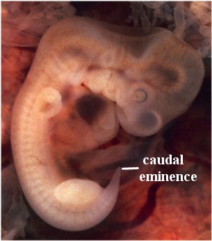Humans have tails as embryos.  This tail later moves into the body but still retains much of its bone structure in the coccyx.