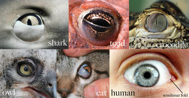Tucked in the eye of each human is the remnant of a nictitating eyelid that could be used to protect the eye, typically during feeding. http://www.bio.miami.edu/dana/160/160S13_5.html