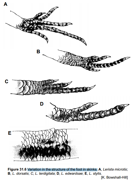 Skink feet appear at every point in the progression from fully five toed foot to vestigial limb bud.   Read more: http://www.environment.gov.au/biodiversity/abrs/publications/fauna-of-australia/pubs/volume2a/31-fauna-2a-squamata-scincidae.pdf